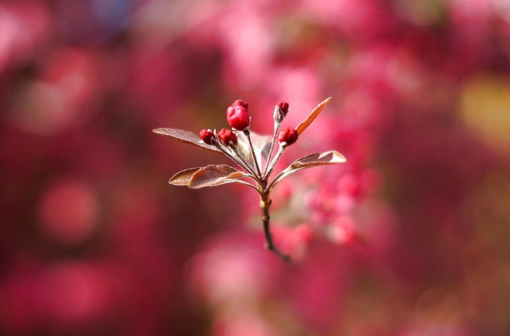 Power of Flower, Power of Pink 9